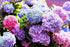 NooElec Seeds Hydrangea Flower Seeds